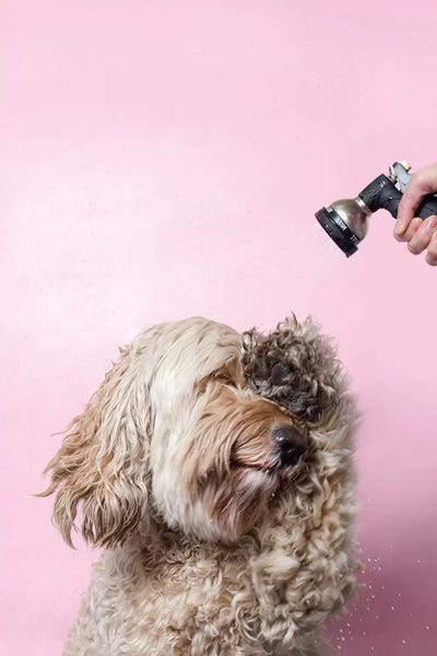 Labradoodles: Wet Dog, Lelu by Sophie Gamand