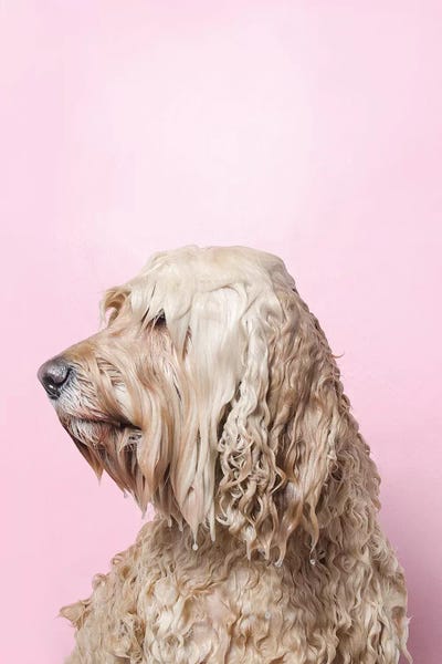 Wet Dog, Lelu Can’T See by Sophie Gamand art print