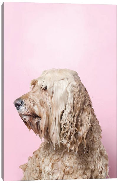 Wet Dog, Lelu Can’T See Canvas Art Print - Labradoodle Art