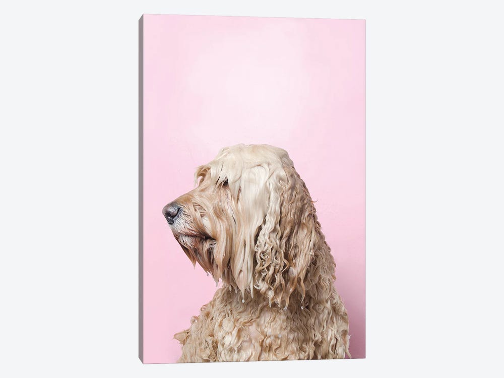 Wet Dog, Lelu Can’T See by Sophie Gamand 1-piece Canvas Wall Art