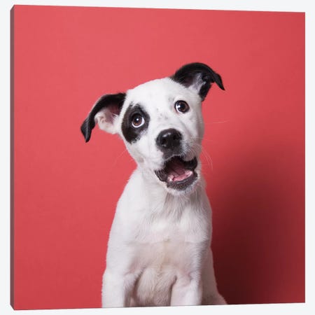 Basher Jr. The Rescue Puppy Canvas Print #SGM11} by Sophie Gamand Canvas Artwork
