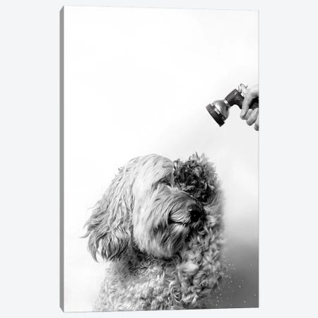 Wet Dog, Lelu, Black & White Canvas Print #SGM120} by Sophie Gamand Canvas Wall Art