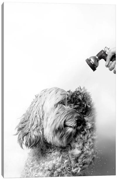 Wet Dog, Lelu, Black & White Canvas Art Print - Dog Photography