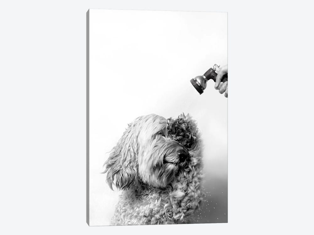 Wet Dog, Lelu, Black & White by Sophie Gamand 1-piece Canvas Artwork