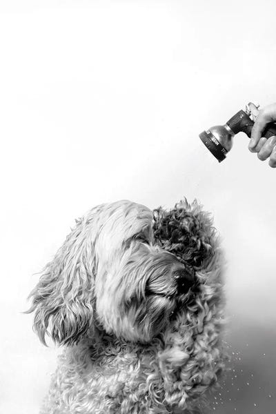 Labradoodles: Wet Dog, Lelu, Black & White by Sophie Gamand