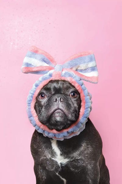 French Bulldogs: Wet Dog, Lulu by Sophie Gamand