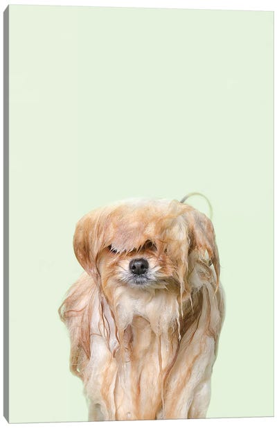 Wet Dog, Pancake Canvas Art Print - Dog Photography