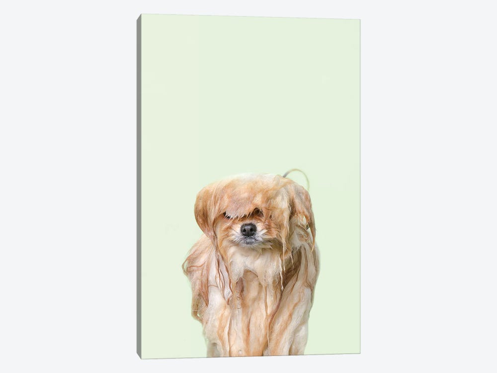 Wet Dog, Pancake by Sophie Gamand 1-piece Canvas Artwork