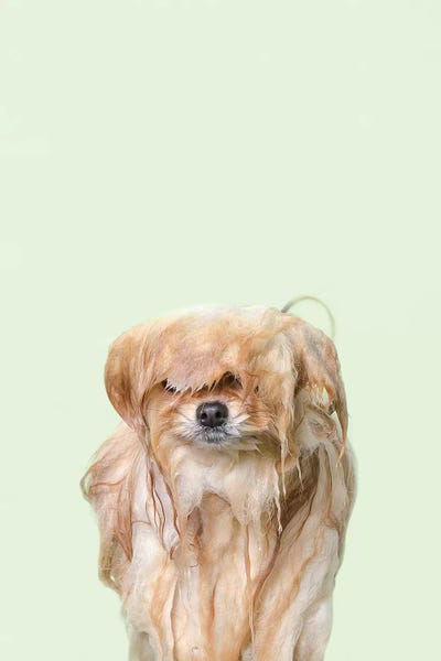Pomeranians: Wet Dog, Pancake by Sophie Gamand