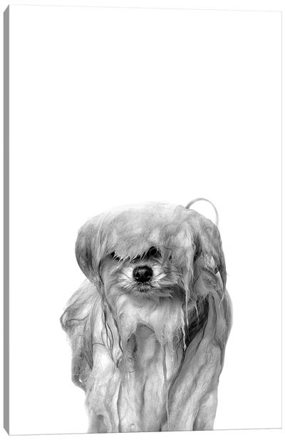 Wet Dog, Pancake, Black & White Canvas Art Print - Black & White Animal Art