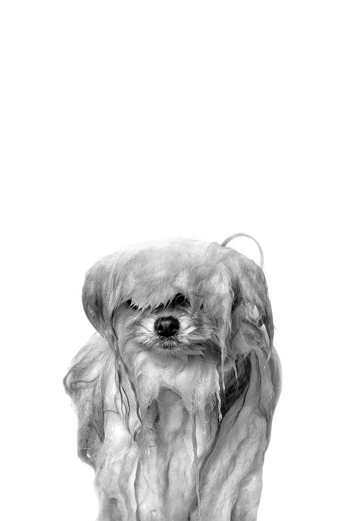 Wet Dog, Pancake, Black & White by Sophie Gamand wall art