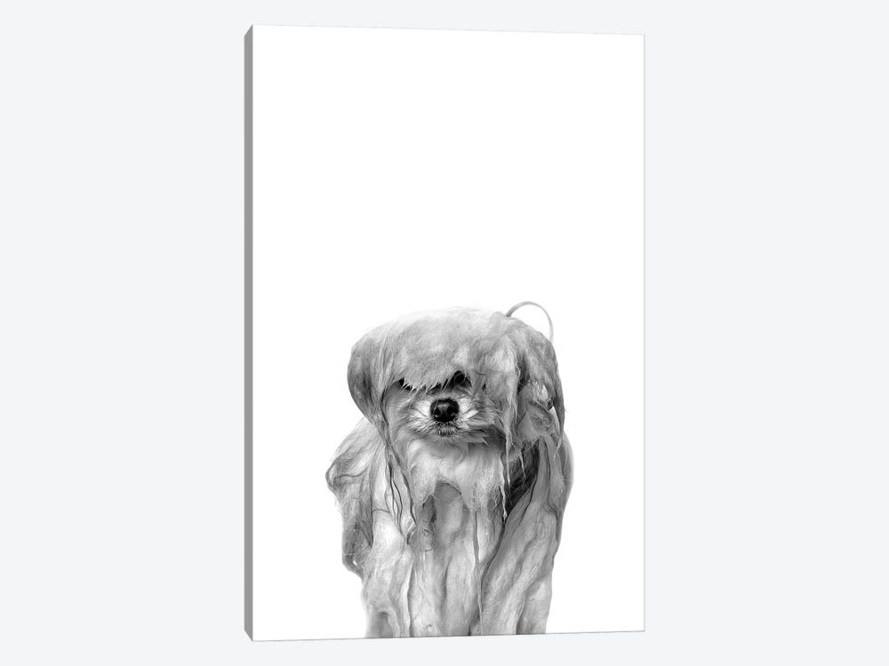 Wet Dog, Pancake, Black & White by Sophie Gamand 1-piece Canvas Print
