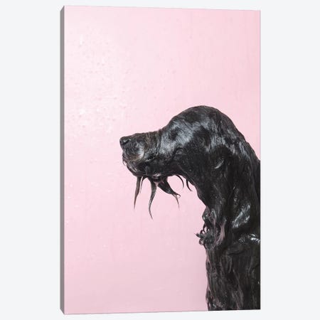 Wet Dog, Rerun Canvas Print #SGM124} by Sophie Gamand Canvas Art Print