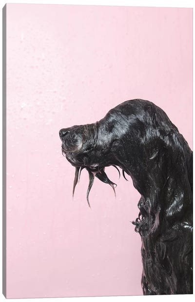 Wet Dog, Rerun Canvas Art Print - Schnauzer Art