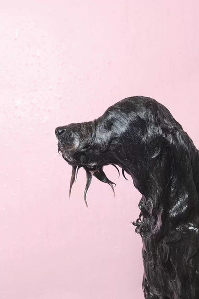 Bathroom Humor: Wet Dog, Rerun by Sophie Gamand