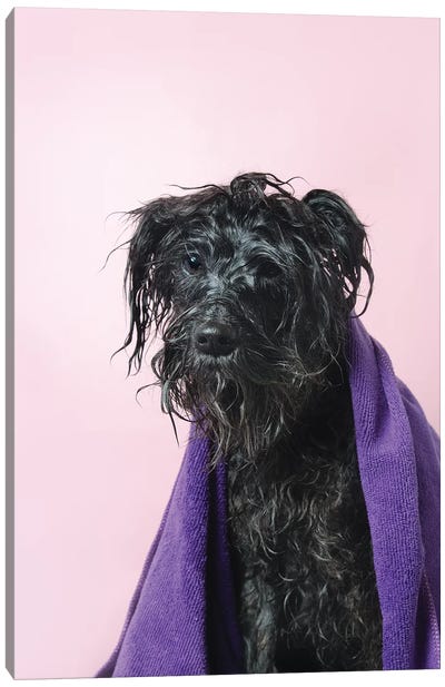 Wet Dog, Rerun With Towel Canvas Art Print - Schnauzer Art