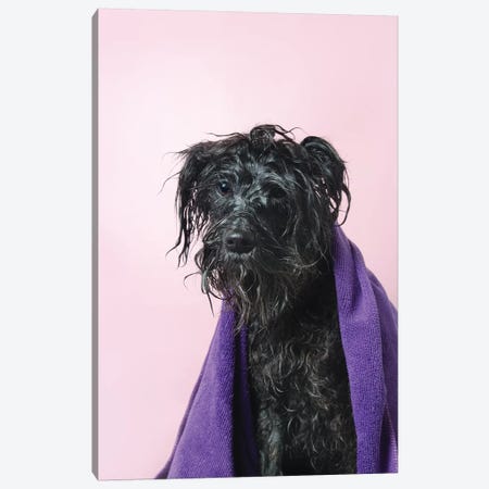 Wet Dog, Rerun With Towel Canvas Print #SGM125} by Sophie Gamand Canvas Art Print