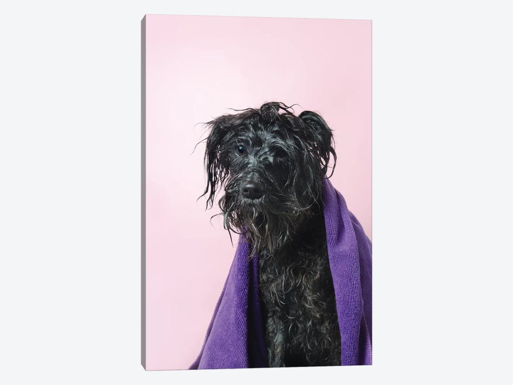 Wet Dog, Rerun With Towel by Sophie Gamand 1-piece Canvas Art Print