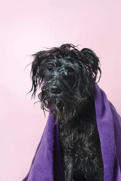 Schnauzers: Wet Dog, Rerun With Towel by Sophie Gamand