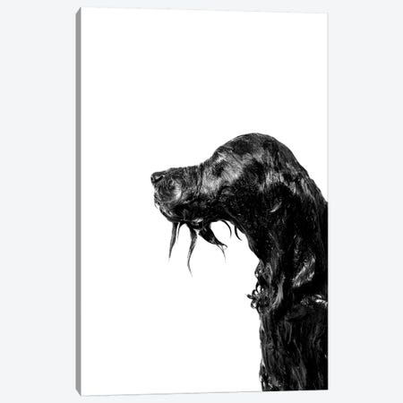 Wet Dog, Rerun, Black & White Canvas Print #SGM126} by Sophie Gamand Art Print