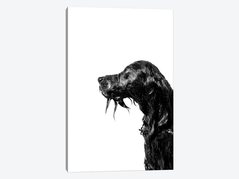 Wet Dog, Rerun, Black & White by Sophie Gamand 1-piece Canvas Art