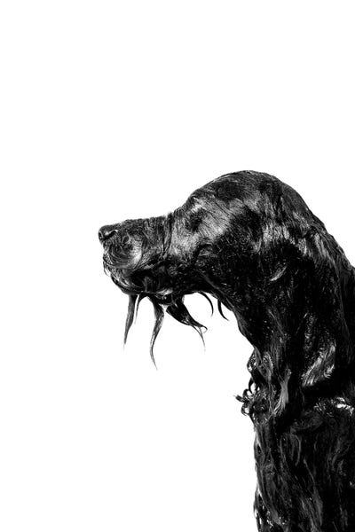 Bathroom Humor: Wet Dog, Rerun, Black & White by Sophie Gamand