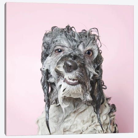 Wet Dog, Wanda Canvas Print #SGM127} by Sophie Gamand Art Print