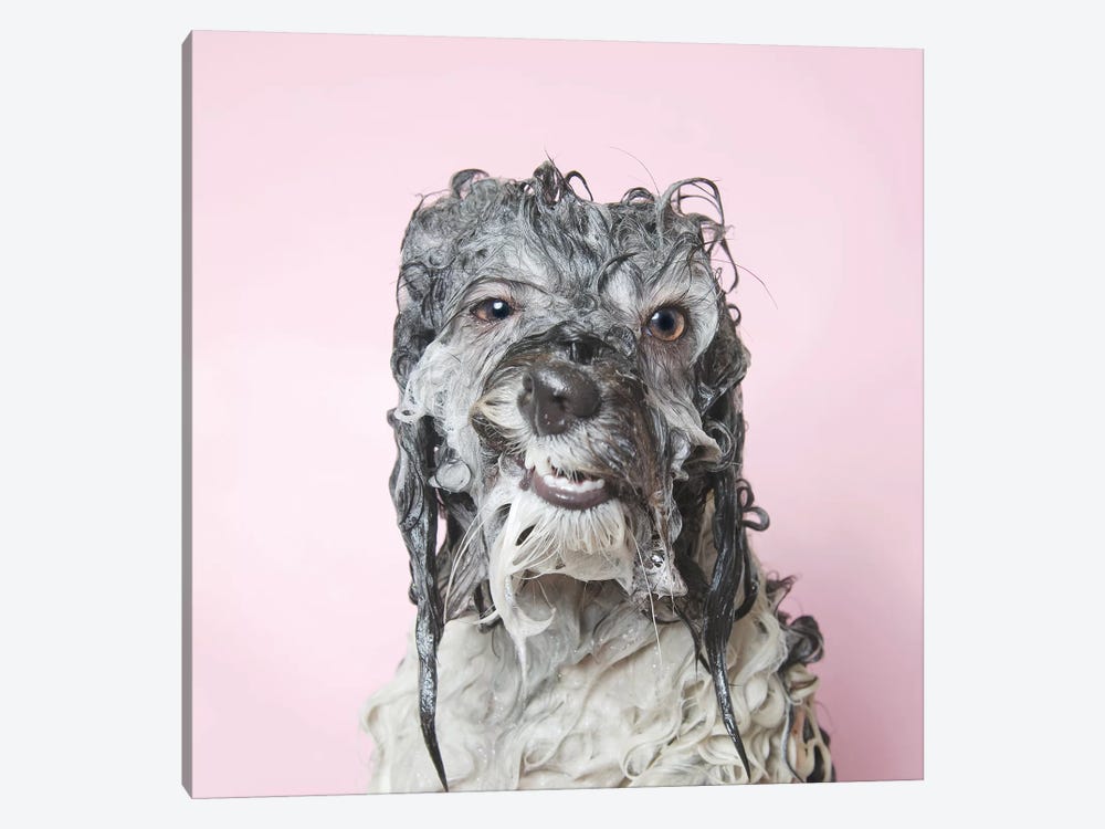Wet Dog, Wanda by Sophie Gamand 1-piece Canvas Print
