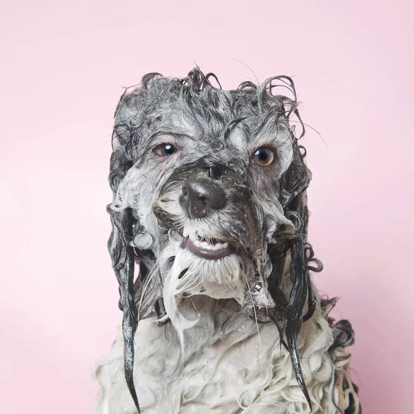 Havanese: Wet Dog, Wanda by Sophie Gamand