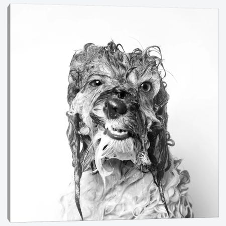 Wet Dog, Wanda, Black & White Canvas Print #SGM128} by Sophie Gamand Canvas Art