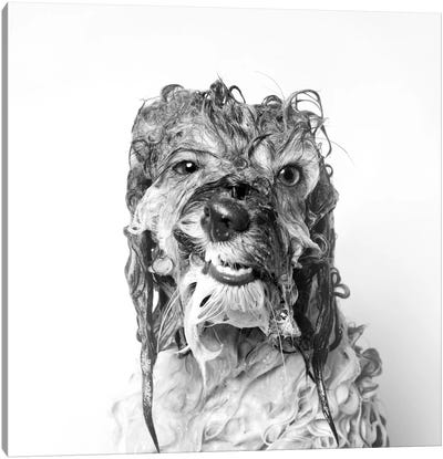 Wet Dog, Wanda, Black & White Canvas Art Print - Animal & Pet Photography