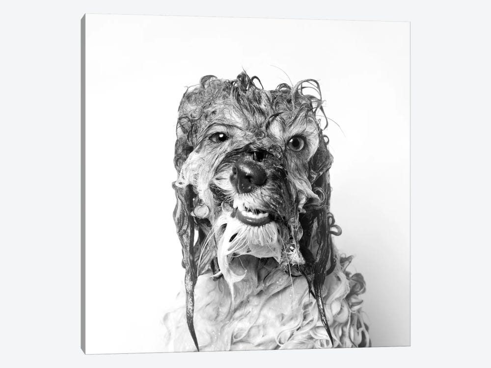Wet Dog, Wanda, Black & White by Sophie Gamand 1-piece Canvas Art