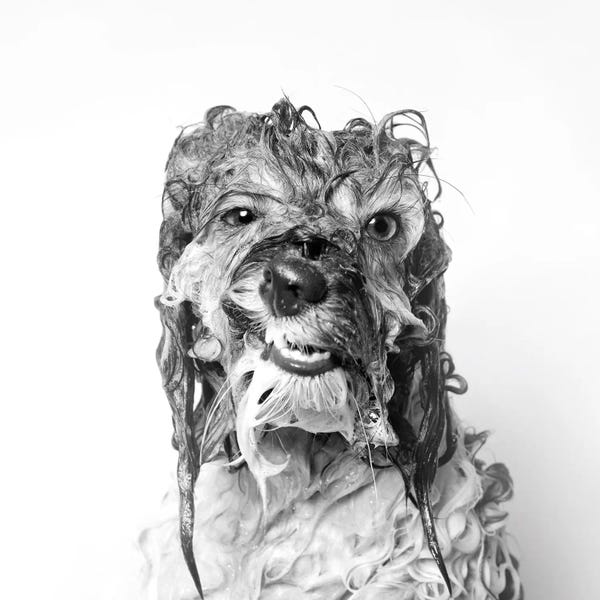 Havanese: Wet Dog, Wanda, Black & White by Sophie Gamand