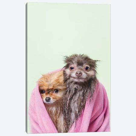 Wet Dogs, Chelsea And Pancake Canvas Print #SGM129} by Sophie Gamand Canvas Wall Art