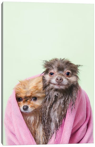 Wet Dogs, Chelsea And Pancake Canvas Art Print - Animal & Pet Photography