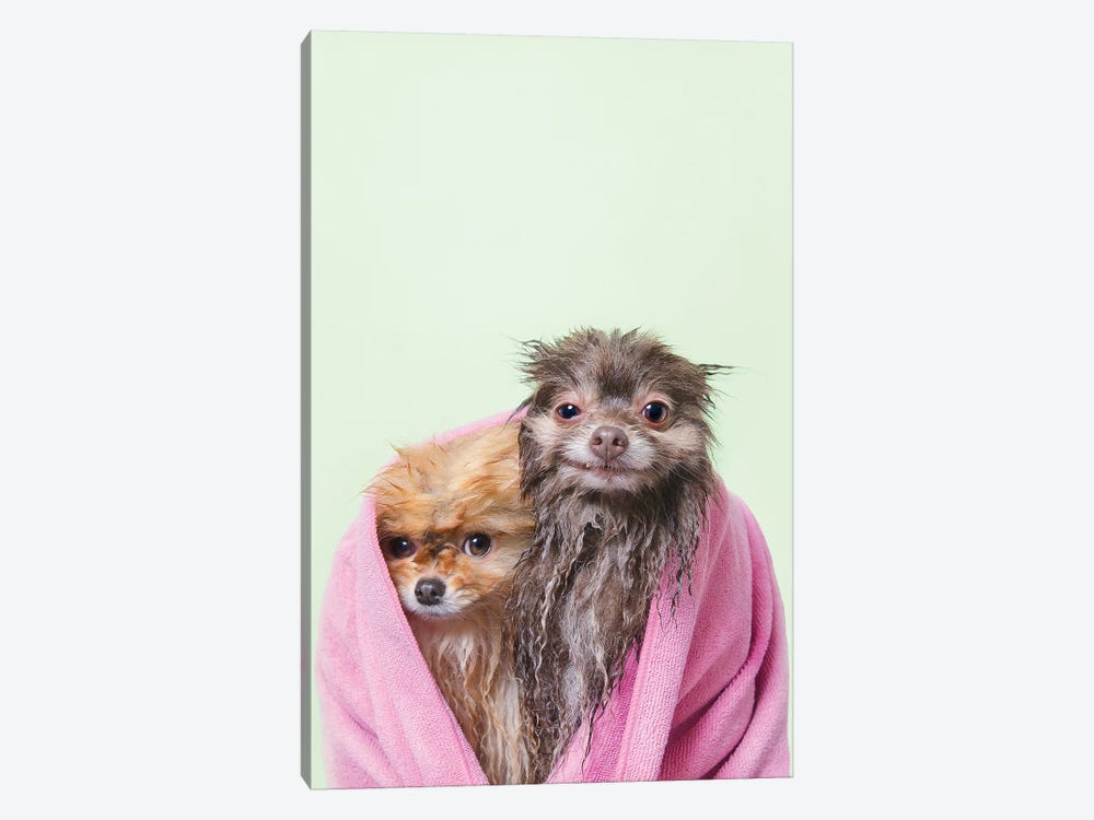 Wet Dogs, Chelsea And Pancake by Sophie Gamand 1-piece Canvas Print