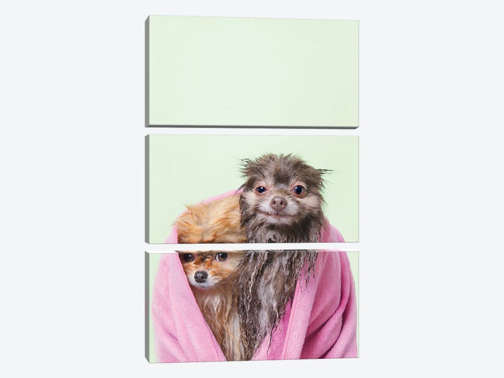 Wet Dogs, Chelsea And Pancake by Sophie Gamand 3-piece Canvas Print