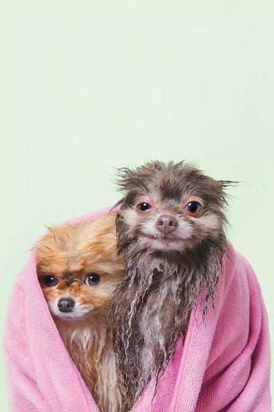 Bathroom Humor: Wet Dogs, Chelsea And Pancake by Sophie Gamand