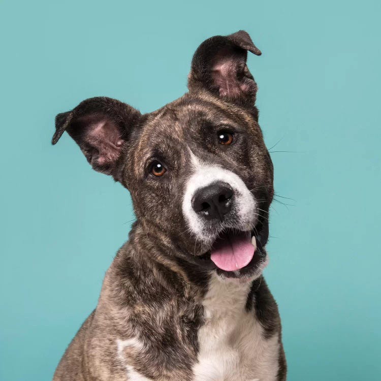 Bella The Rescue Dog by Sophie Gamand wall art
