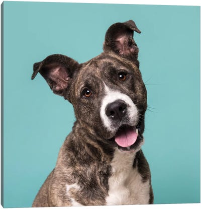 Bella The Rescue Dog Canvas Art Print - Animal & Pet Photography