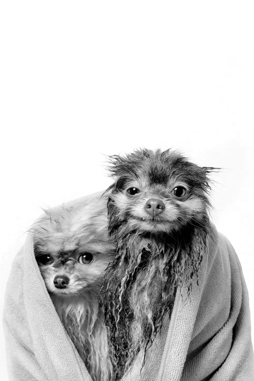 Wet Dogs, Chelsea And Pancake, Black & White