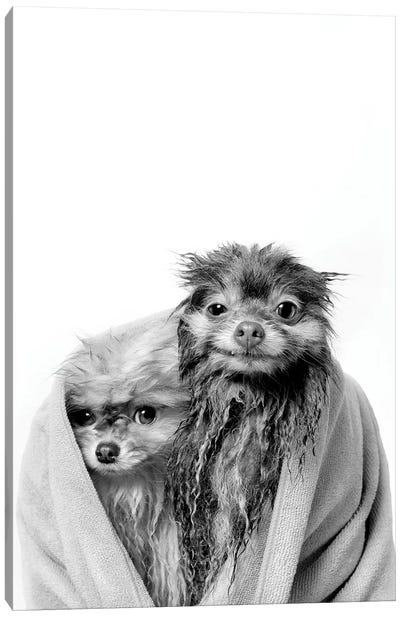 Wet Dogs, Chelsea And Pancake, Black & White Canvas Art Print - Dog Photography