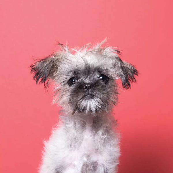 Rescue Dogs: Wilma The Rescue Puppy by Sophie Gamand