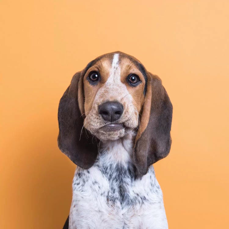 Bizmark The Rescue Puppy by Sophie Gamand wall art