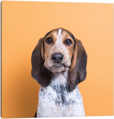 Bizmark The Rescue Puppy Canvas Art Print - Dog Photography