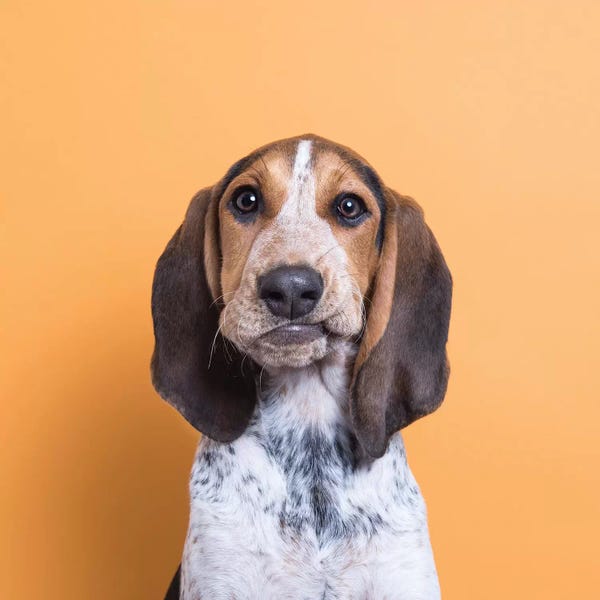 Rescue Dogs: Bizmark The Rescue Puppy by Sophie Gamand