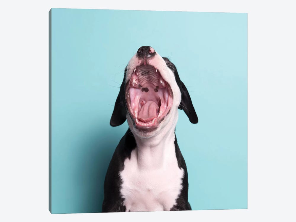 Black Beard The Rescue Puppy, Yawning by Sophie Gamand 1-piece Canvas Print