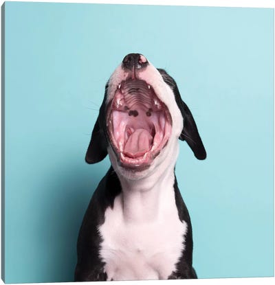 Black Beard The Rescue Puppy, Yawning Canvas Art Print - American Pit Bull Terriers