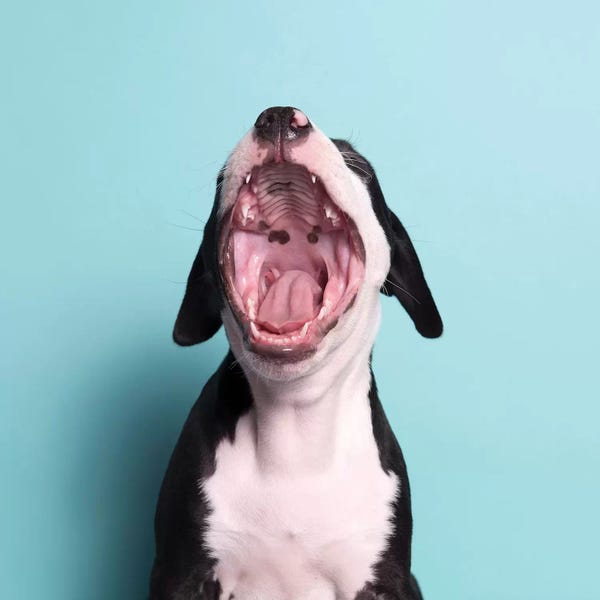 Puppies: Black Beard The Rescue Puppy, Yawning by Sophie Gamand