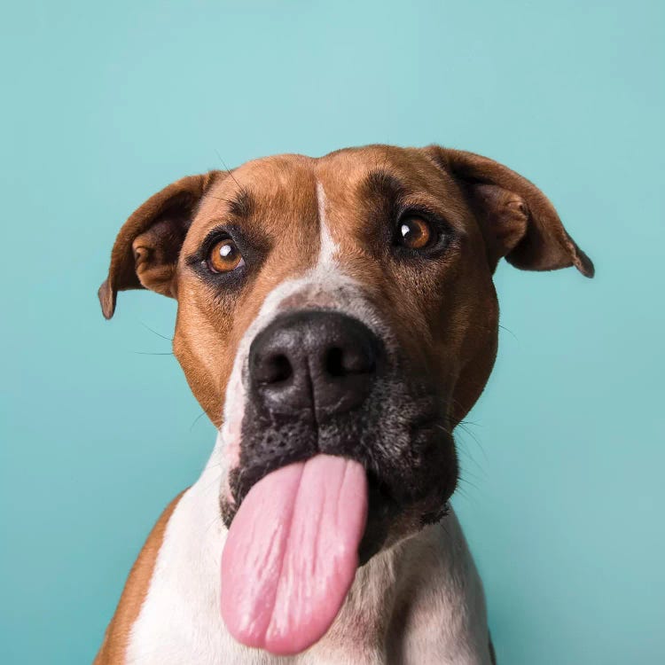 Blair The Rescue Dog, Tongue Out